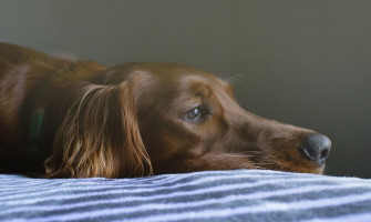 狗狗急性胰臟炎病徵、預防方法、飲食調整大解析！— 毛爸媽必備常識