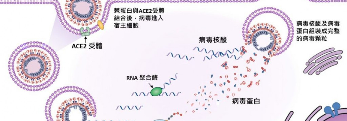 科學生活：感冒、流感、禽流感到底有何不同