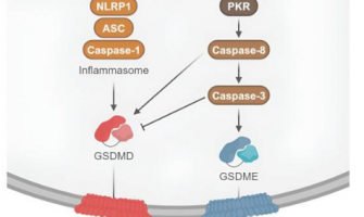 揭示肺部細胞誘導身體對流感病毒產生免疫反應的分子機制