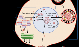 認識季節性流感