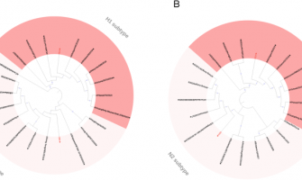 鑲嵌流感病毒樣顆粒疫苗可針對甲型流感病毒提供廣泛的體液和細胞免疫反應