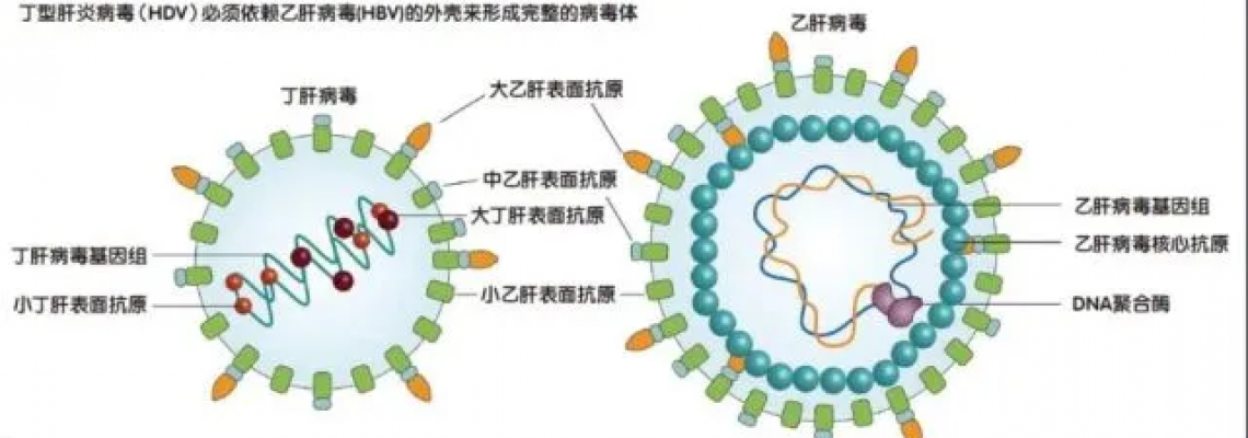 什麼是甲型流感病毒? 如何傳播? 一文讀懂 什麼是甲型流感病毒? 如何傳播? 一文讀懂