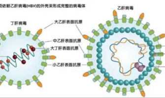 什麼是甲型流感病毒？ 如何傳播？ 一文讀懂