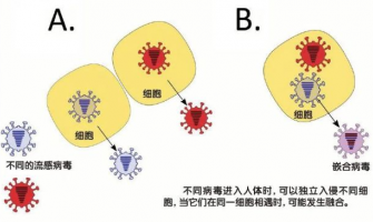 當不同病毒狹路相逢會發生什麼事？