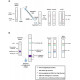 Panbio New Coronary Antigen Self-Test Rapid Test Kit [Nasal Swab Test]-Single 1 Pack